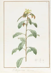 Paeonia Moutan var. B. Paeonia Suffruticosa, 1812